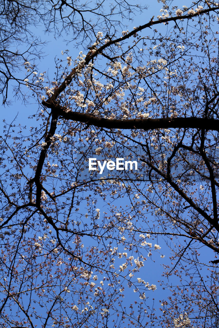 LOW ANGLE VIEW OF BARE TREES AGAINST SKY