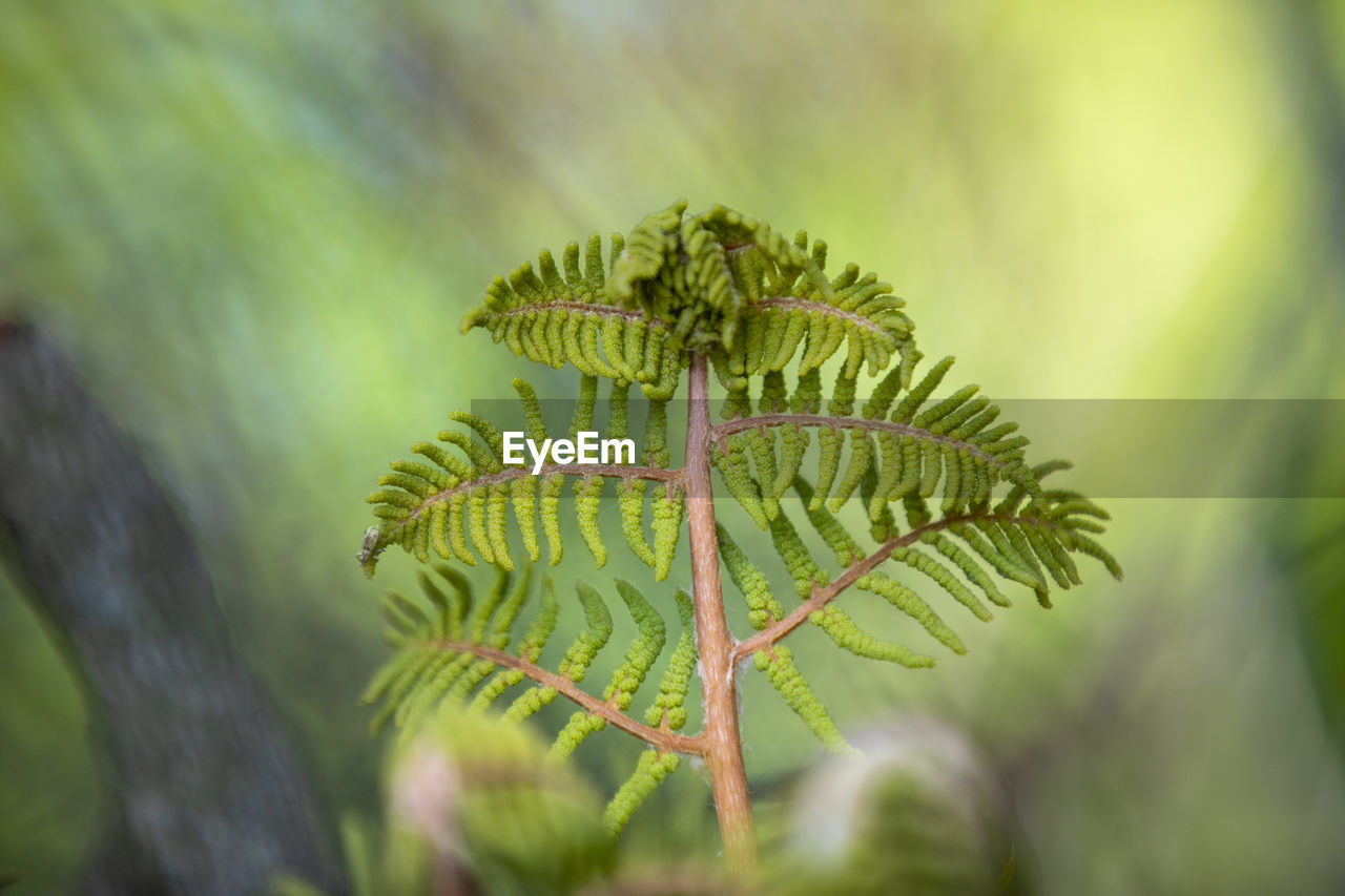 Close-up of fern leaves