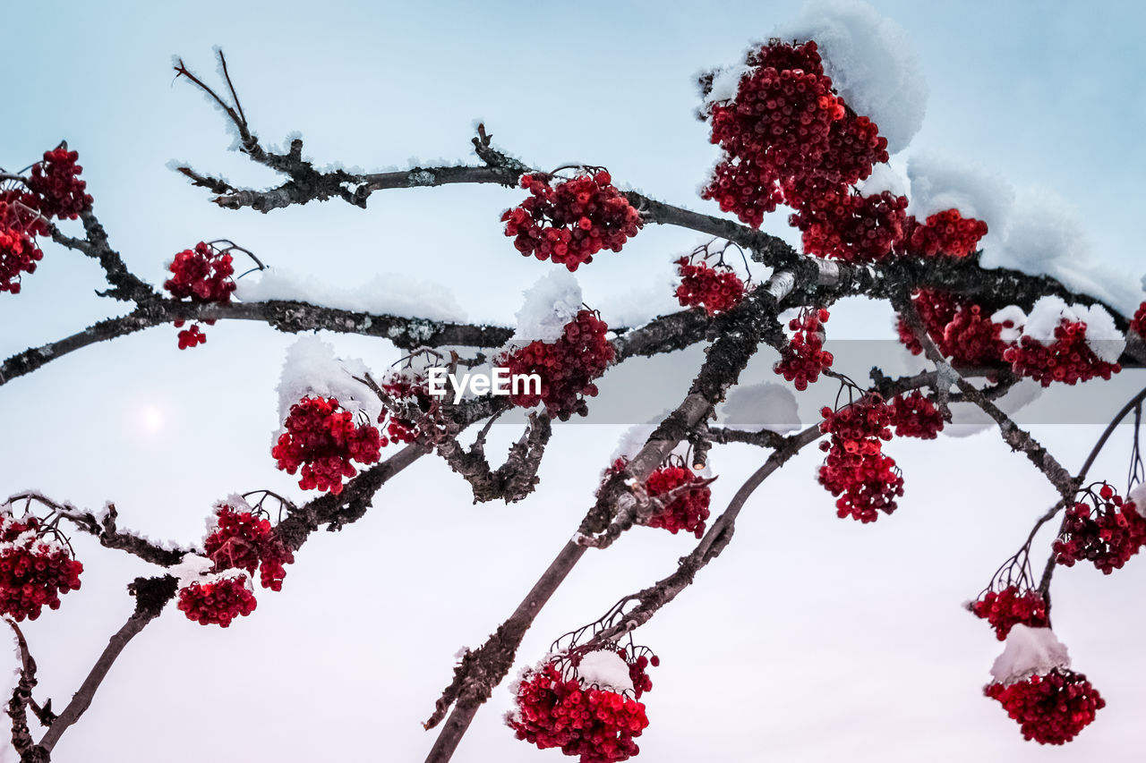 Branches full of red flowers and snow with moon  on background 