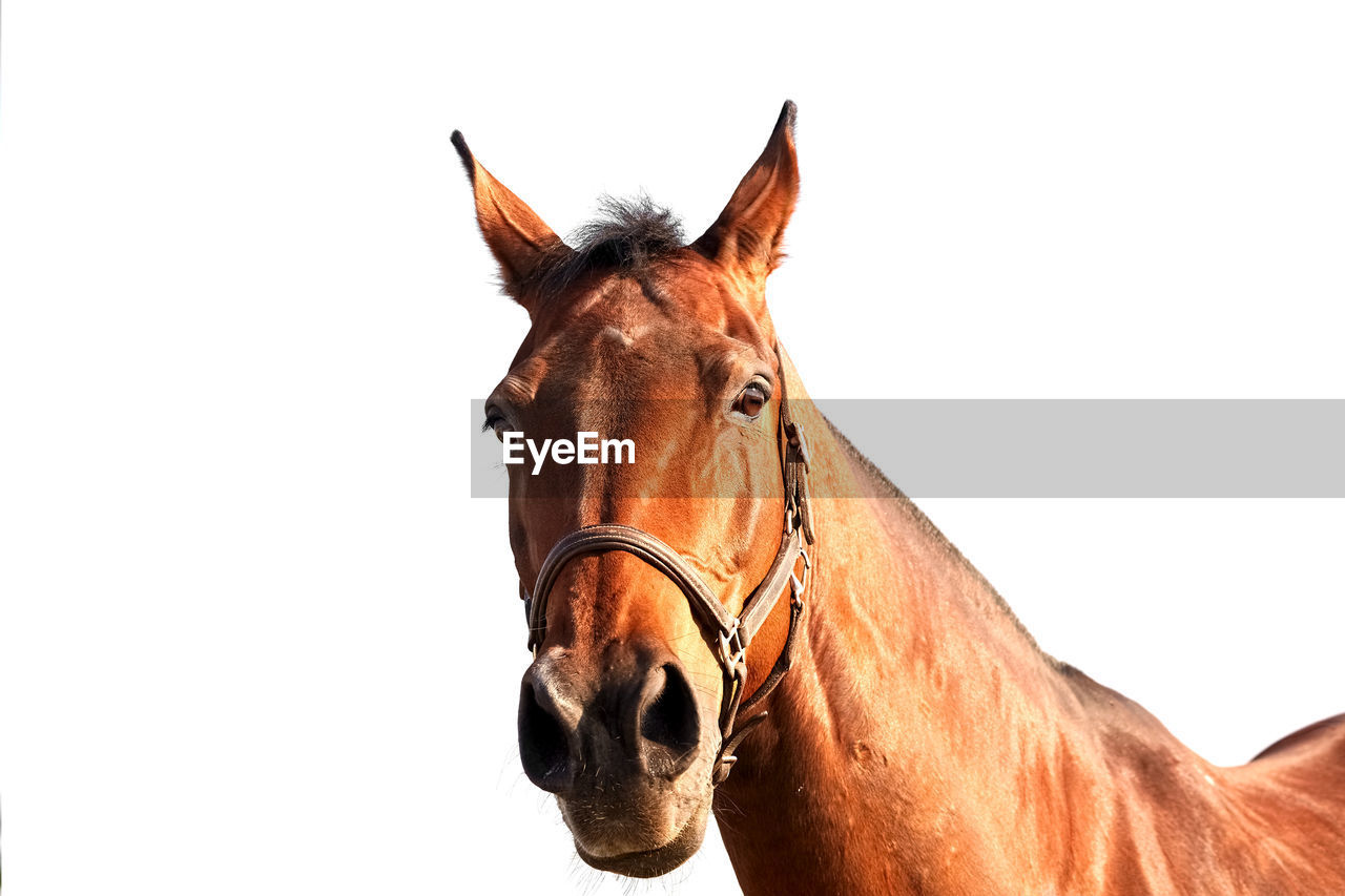 Portrait of a bay mare in a leather halter on a white background