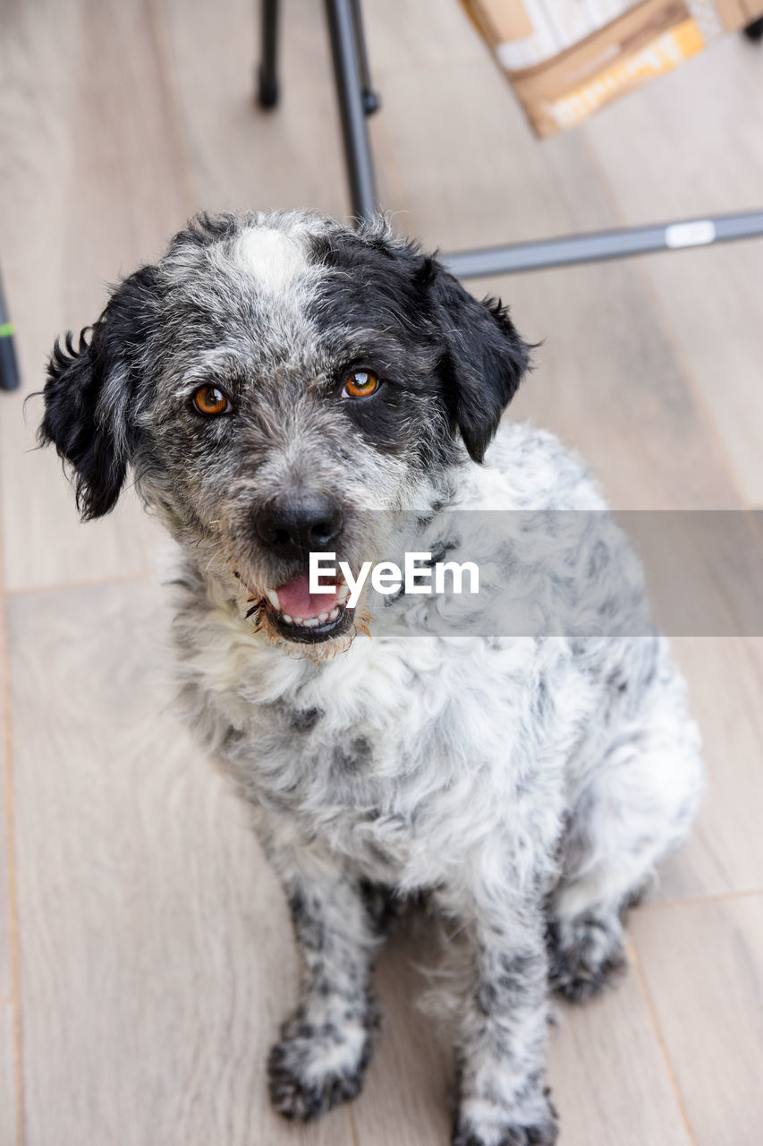 HIGH ANGLE PORTRAIT OF DOG ON FLOOR IN INDOORS