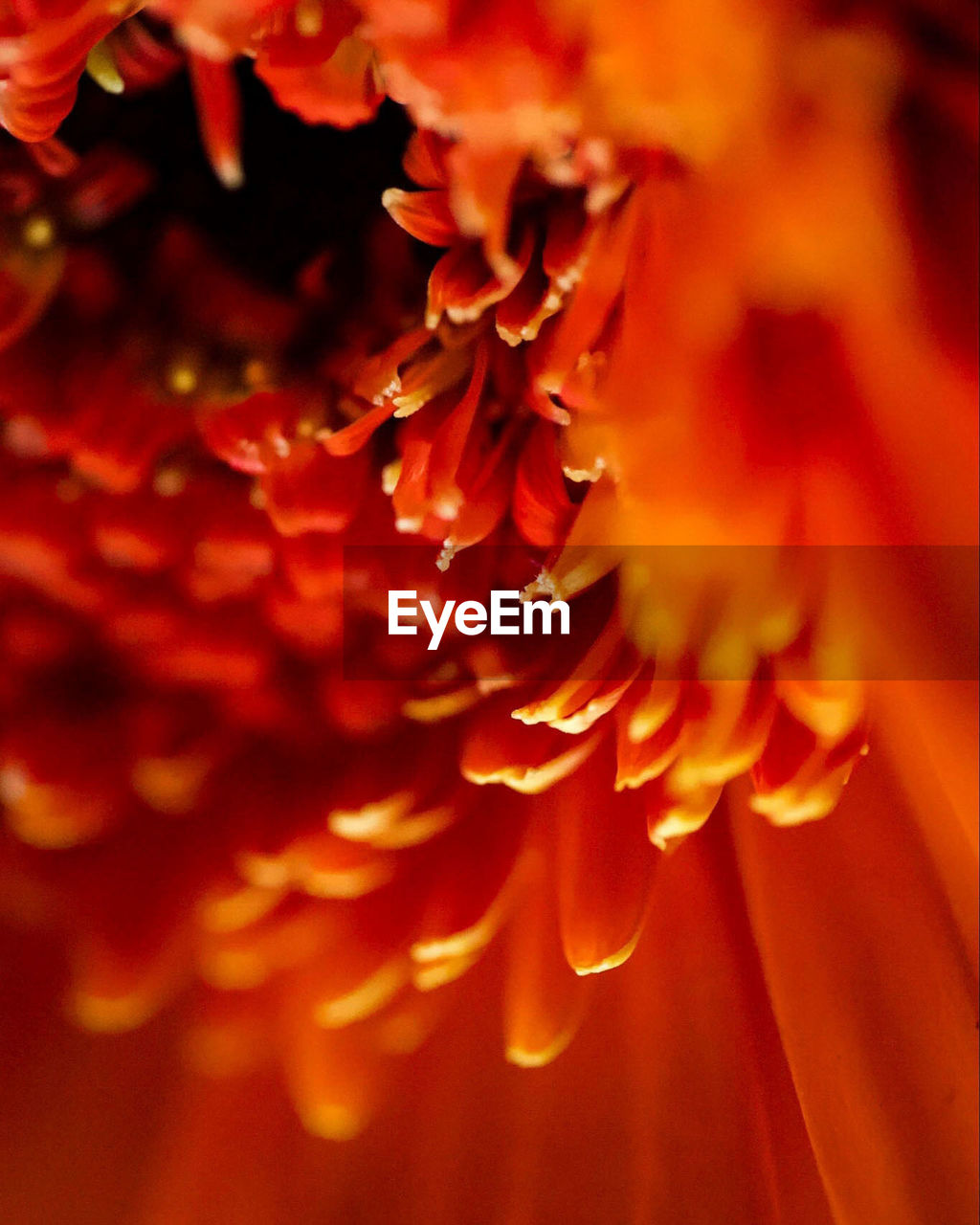 Macro Close Up Orange Color Petal Flower No People Eyeem