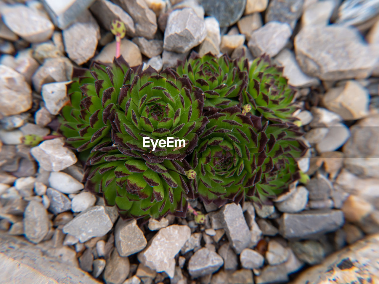HIGH ANGLE VIEW OF SUCCULENT PLANT GROWING ON ROCKS