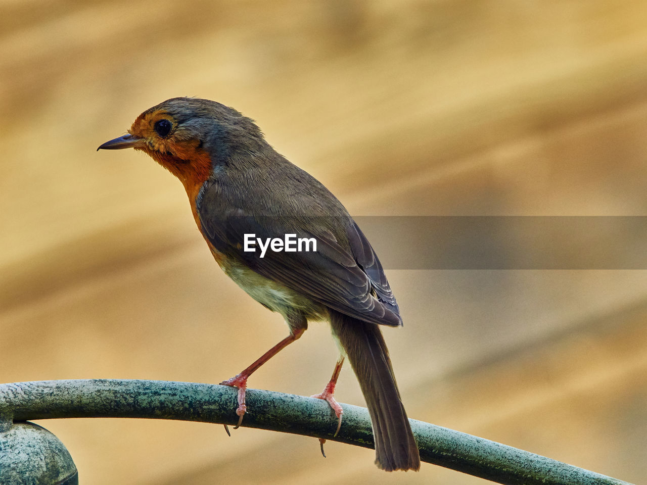 bird, animal themes, animal, animal wildlife, one animal, wildlife, beak, perching, focus on foreground, close-up, full length, no people, songbird, branch, nature, robin, day, outdoors, beauty in nature, side view