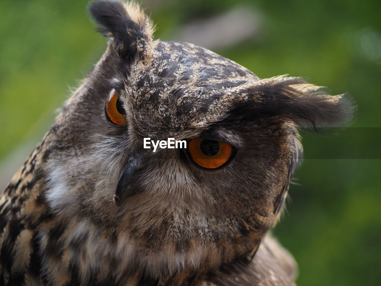 Close-up of a owl