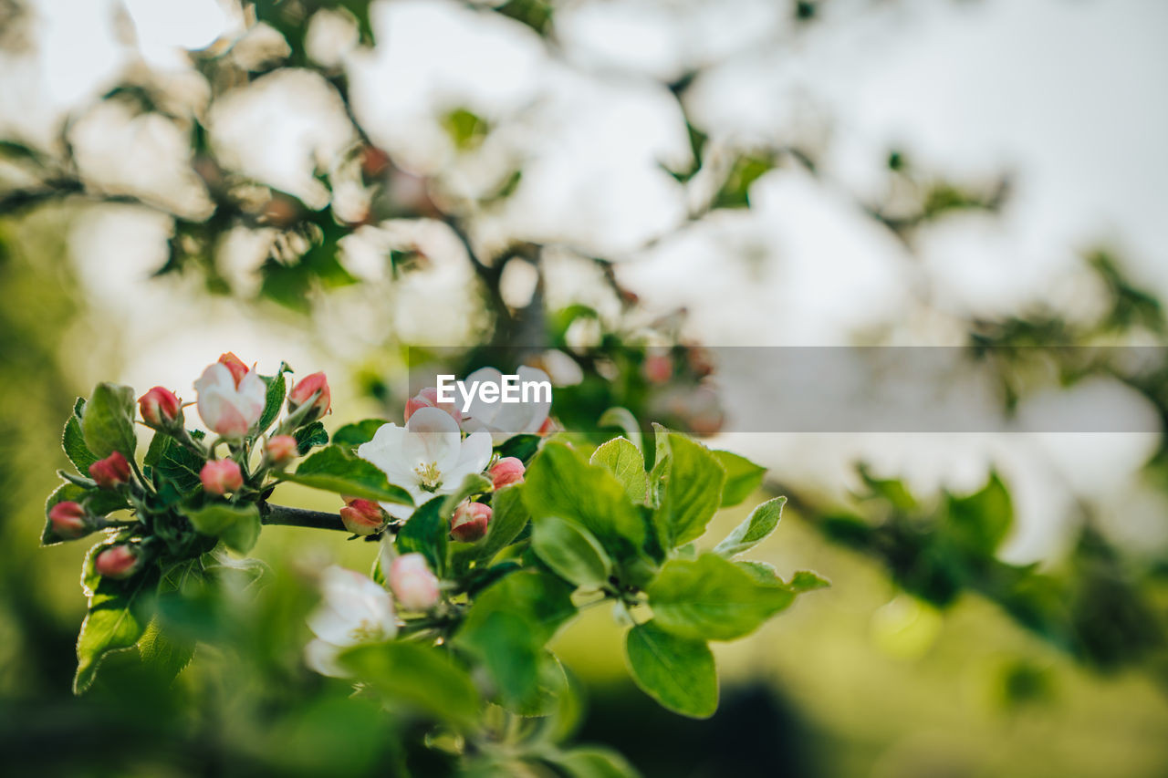 Close-up of cherry blossom on tree