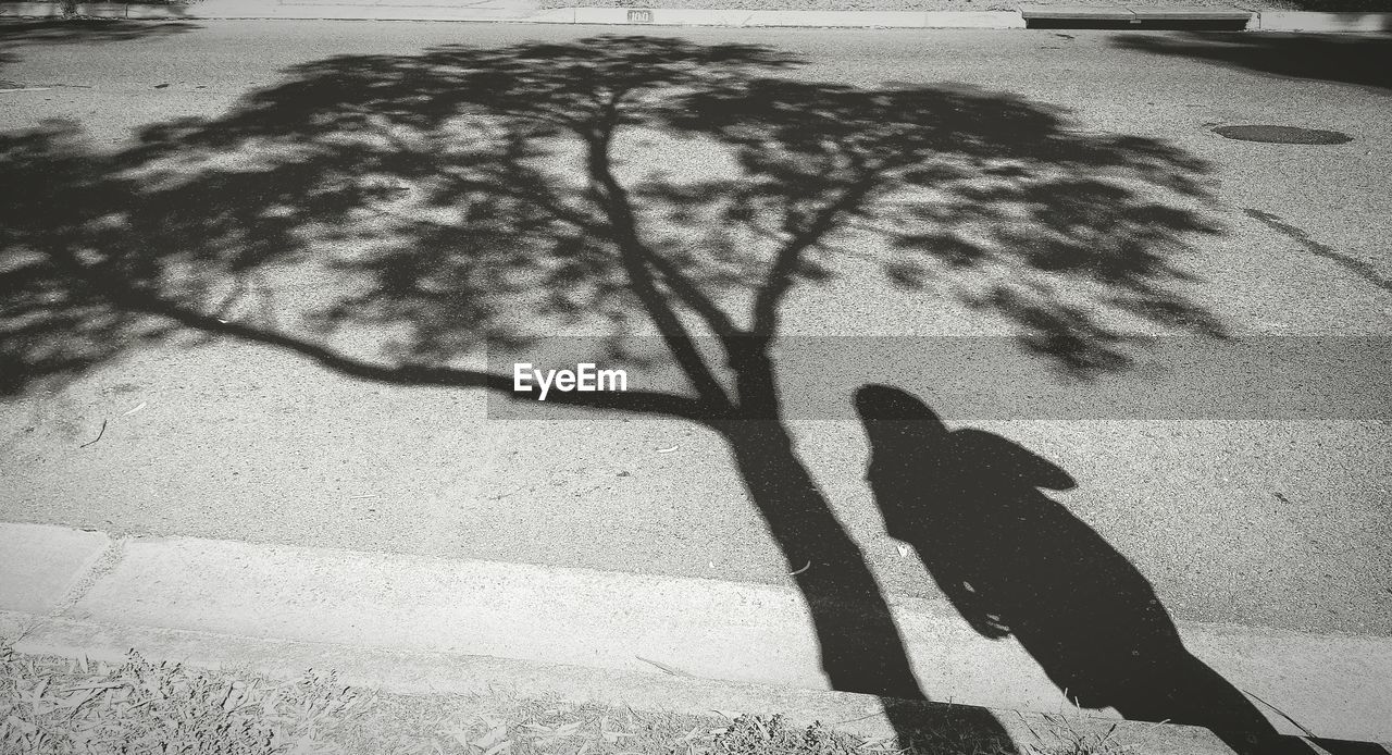 High angle view of woman standing by tree shadow on street