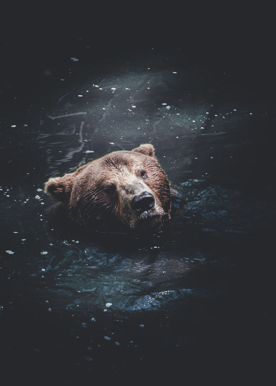 Grizzly bear swimming in alaska