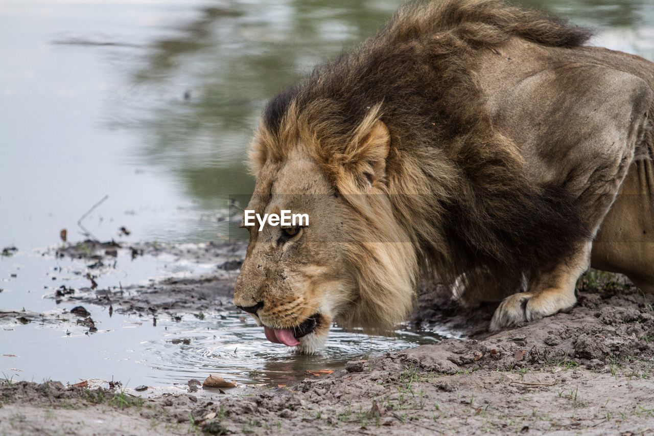 Side view of lion drinking water from lake