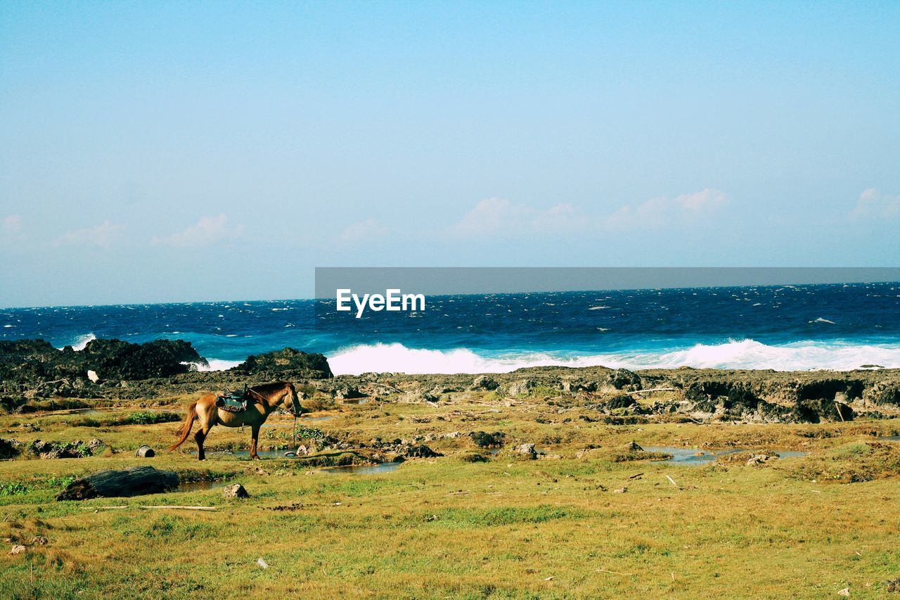 Horse pasturing on field and sea in background