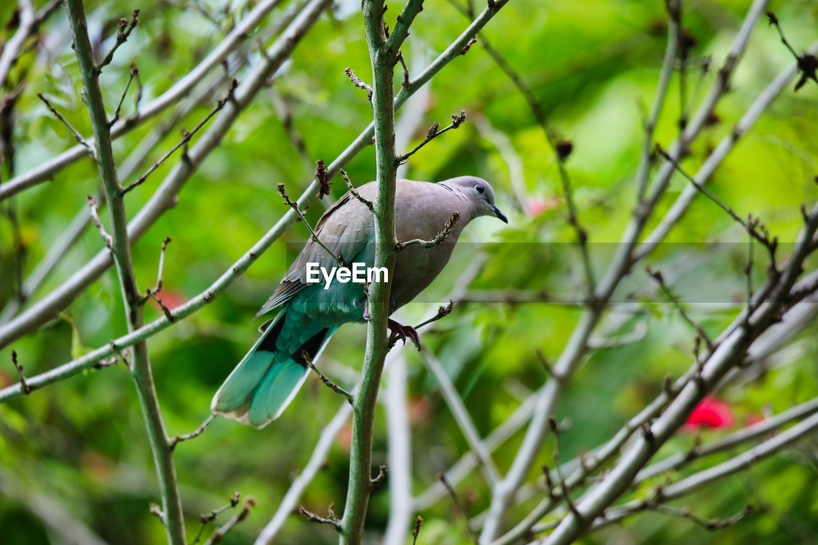 Bird perching on tree | ID: 139013721