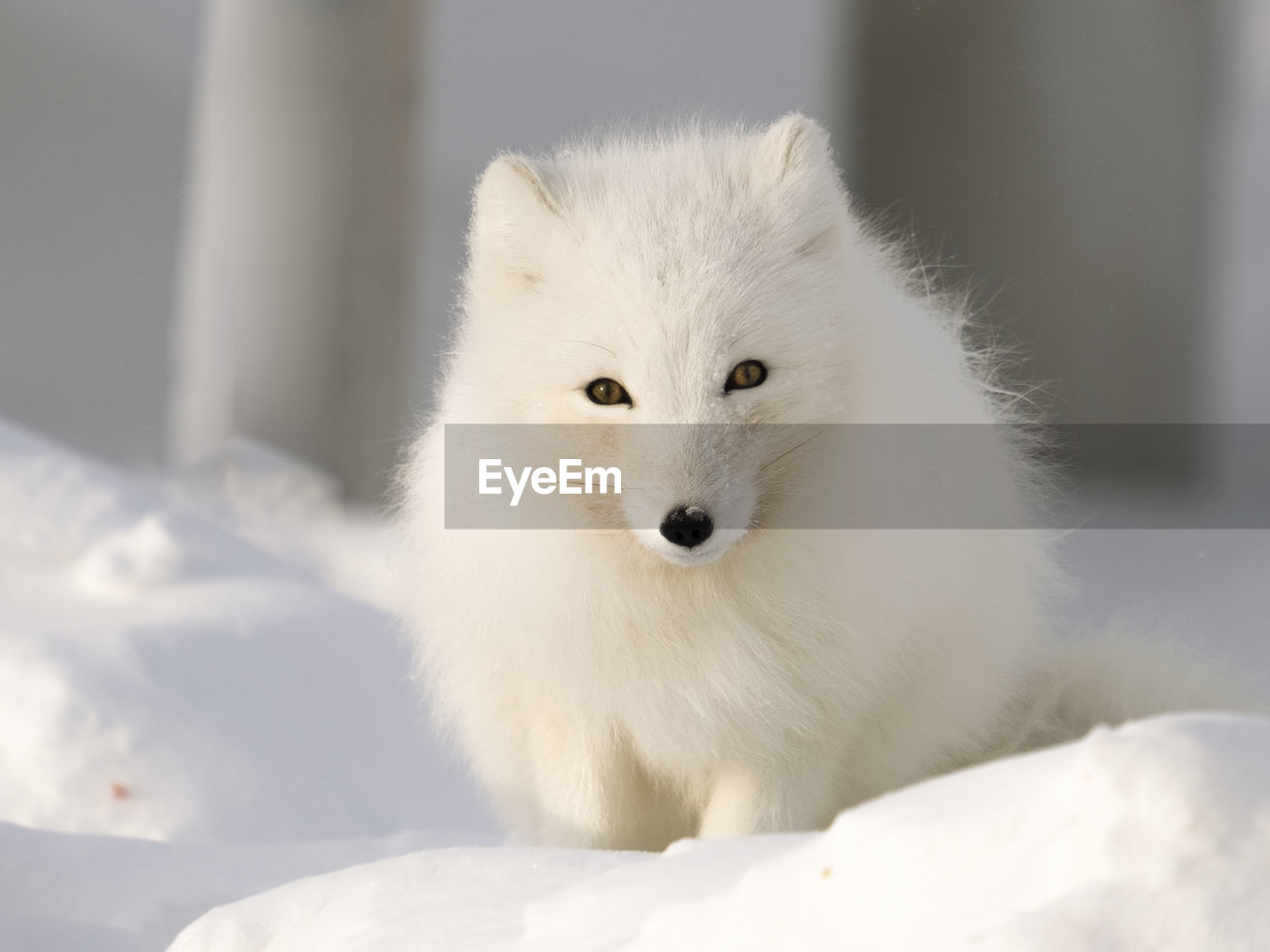 close-up of white fox on snow
