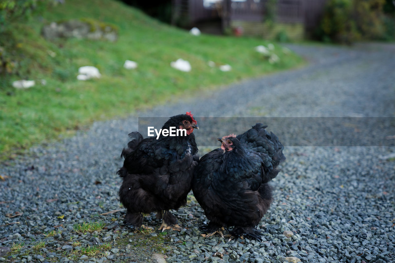 Black hens on gravel