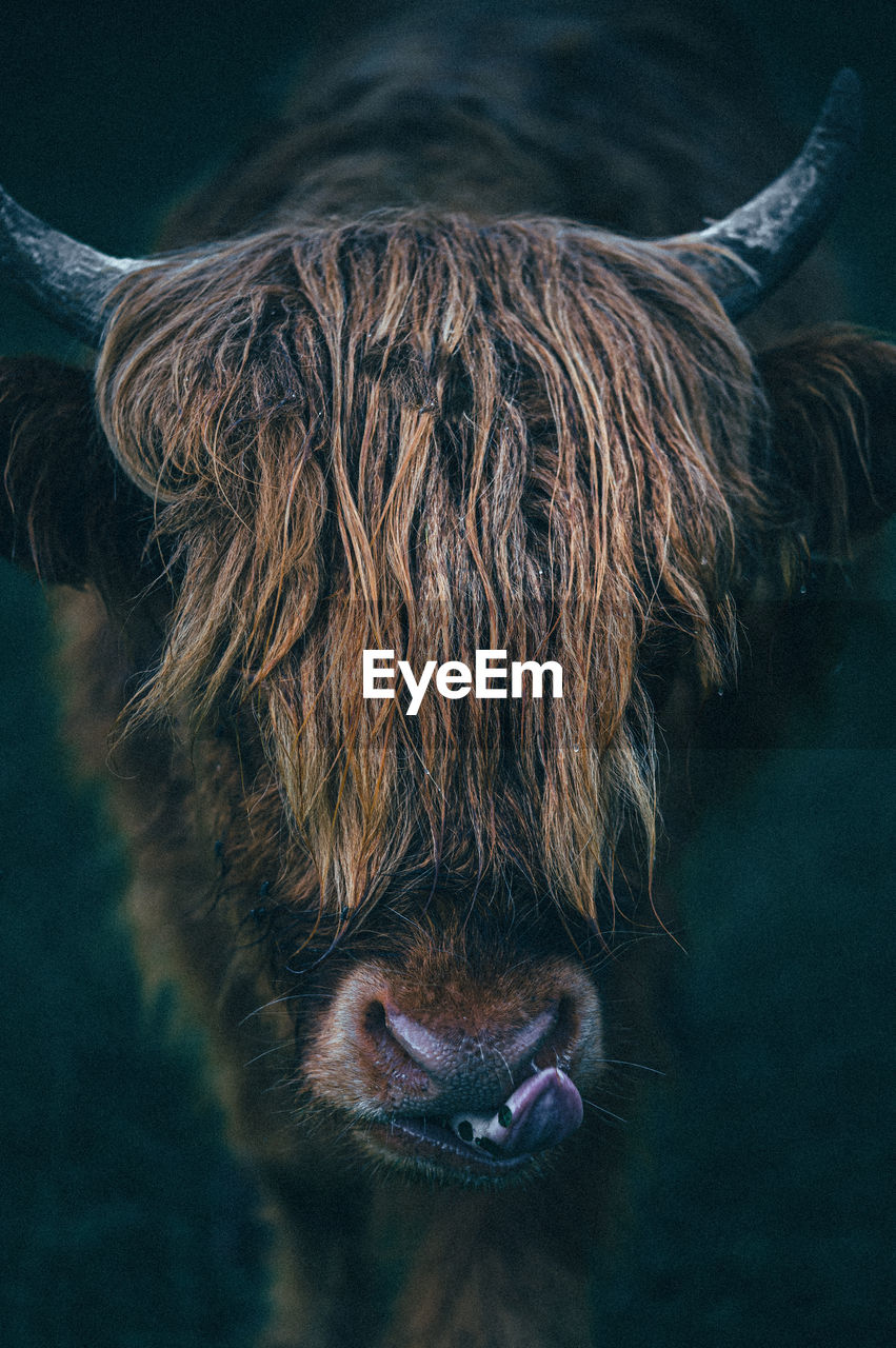 Close-up of a cow
