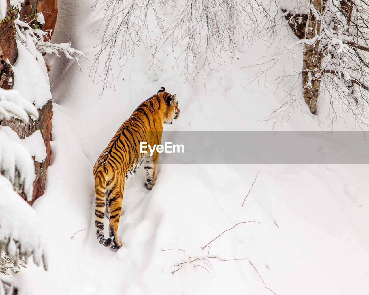 VIEW OF WHITE SNOW COVERED FIELD