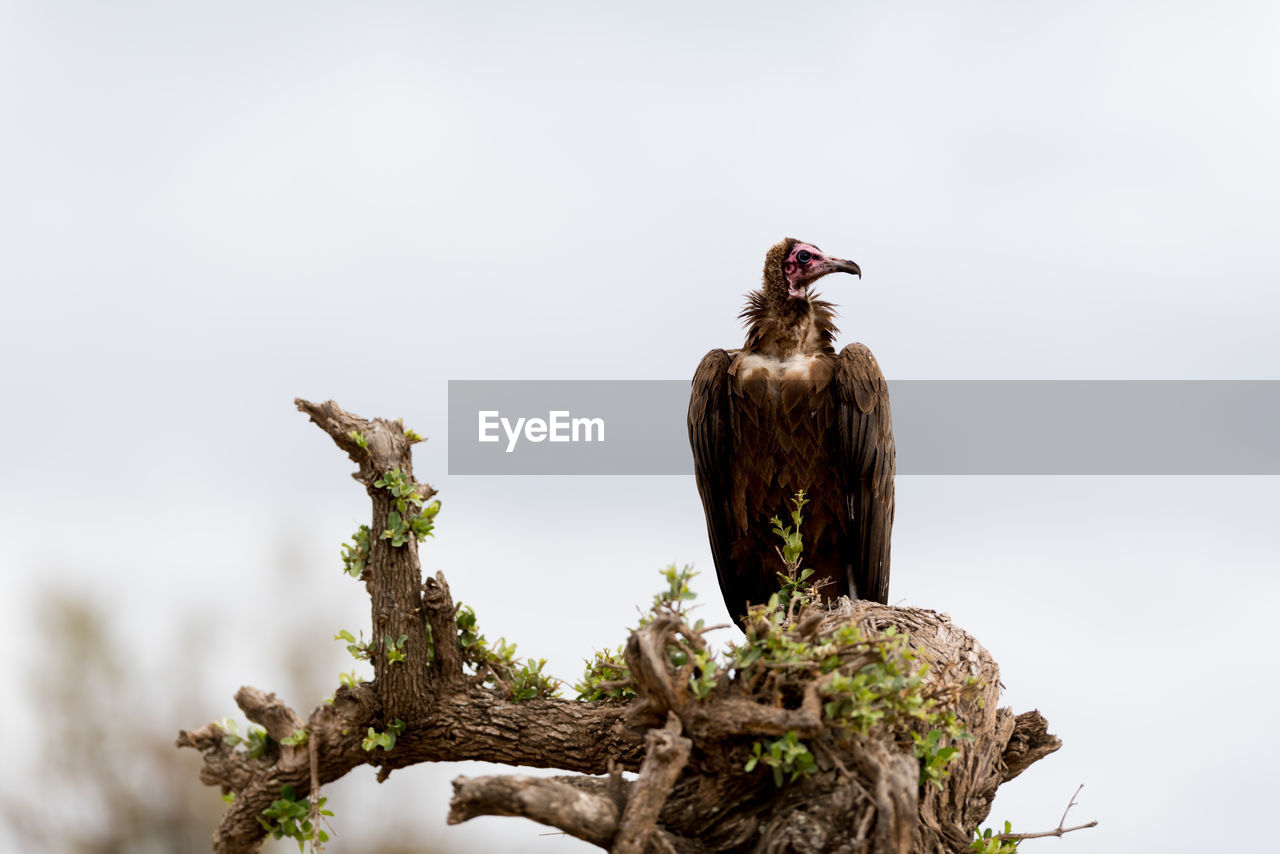 Bird perching on a tree stump