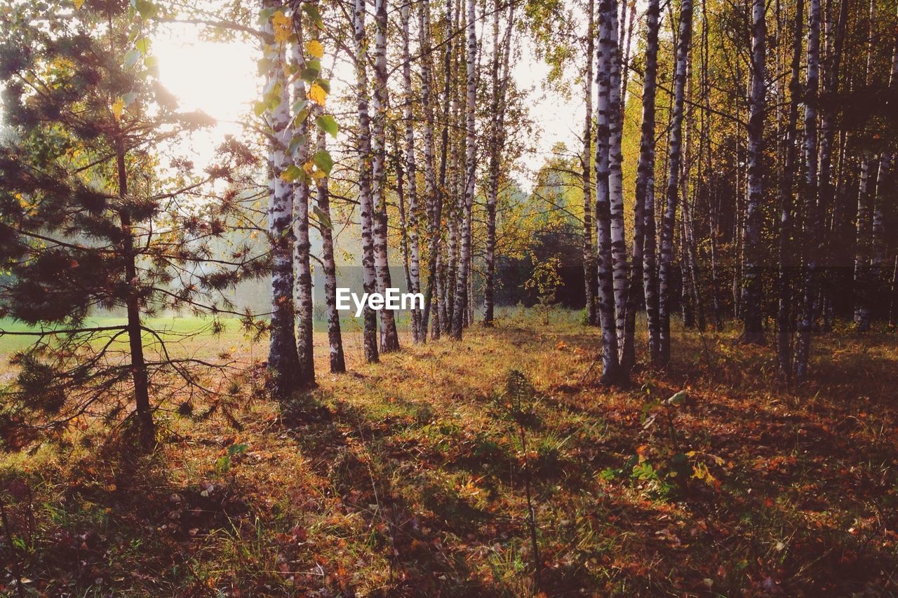 Trees in forest