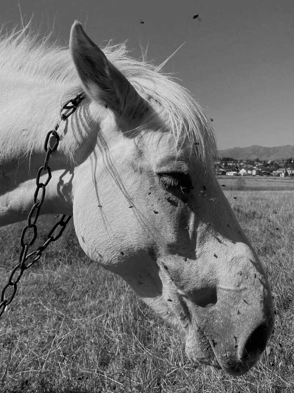 close-up of horse on field against sky