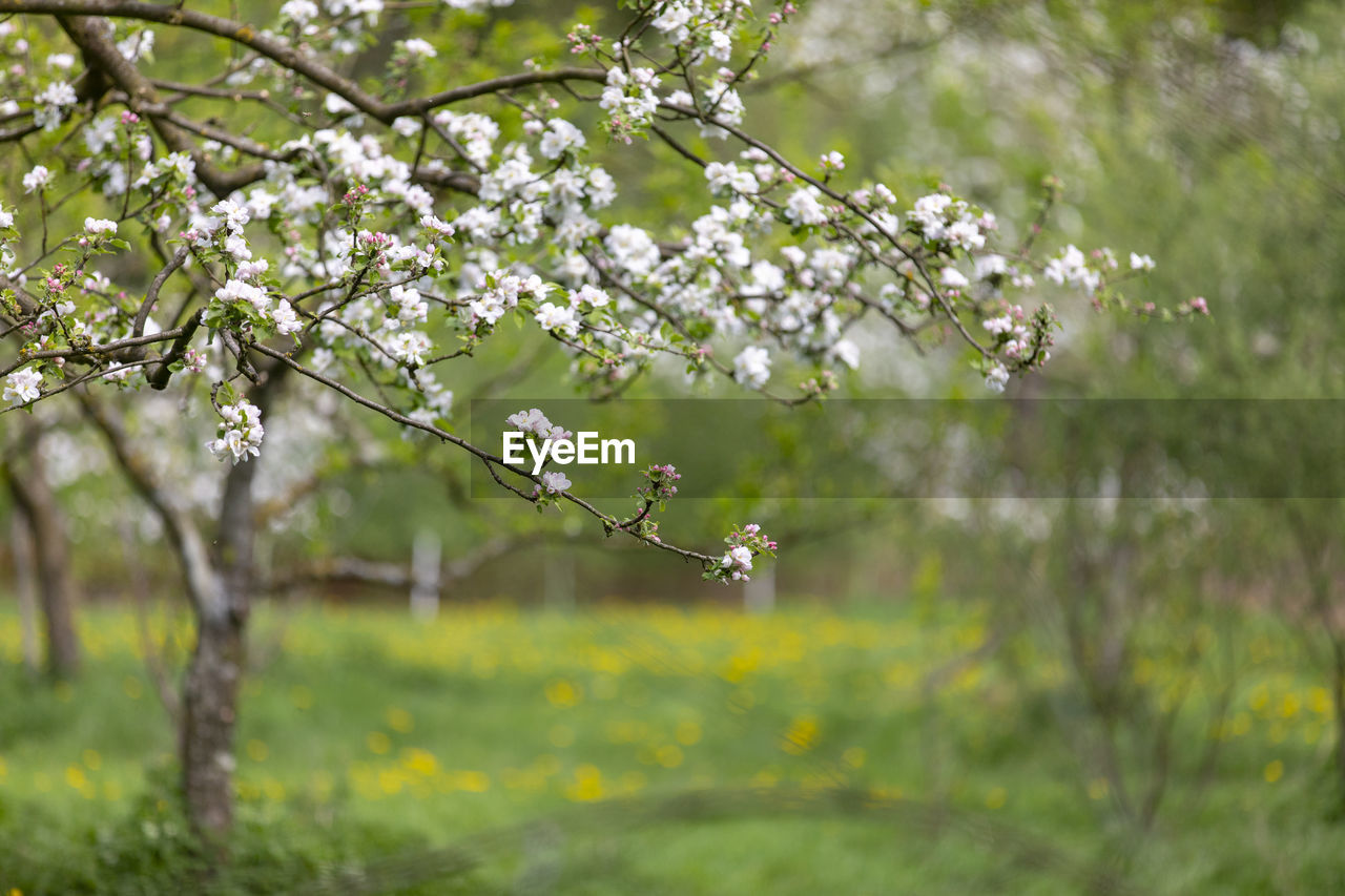 CLOSE-UP OF CHERRY BLOSSOMS ON BRANCH