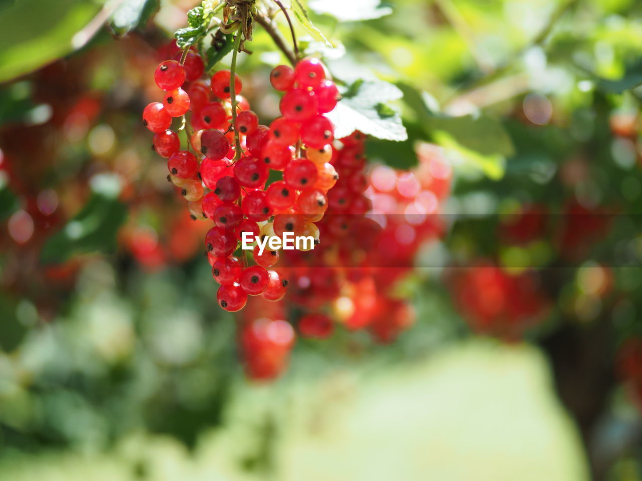 Close-up of red flowering plant