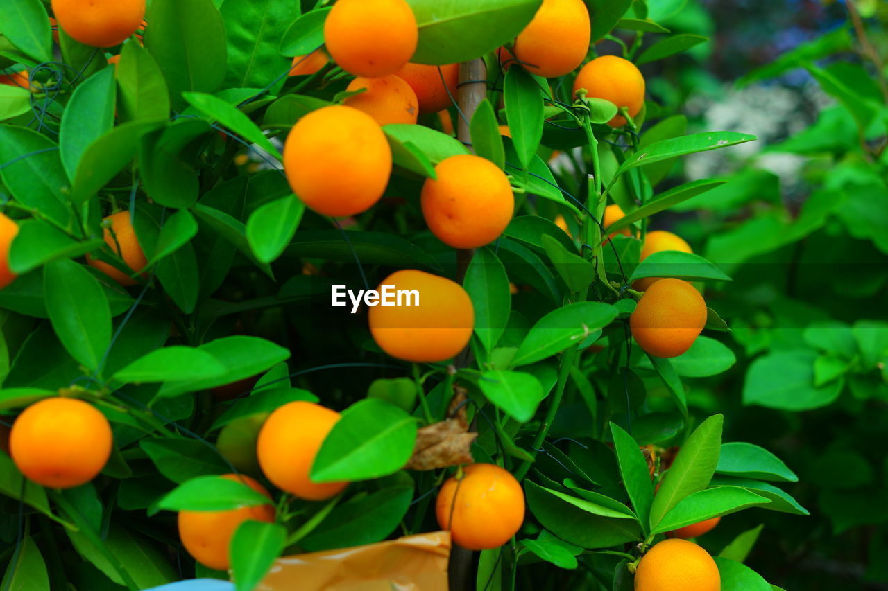 CLOSE-UP OF ORANGES GROWING ON PLANT