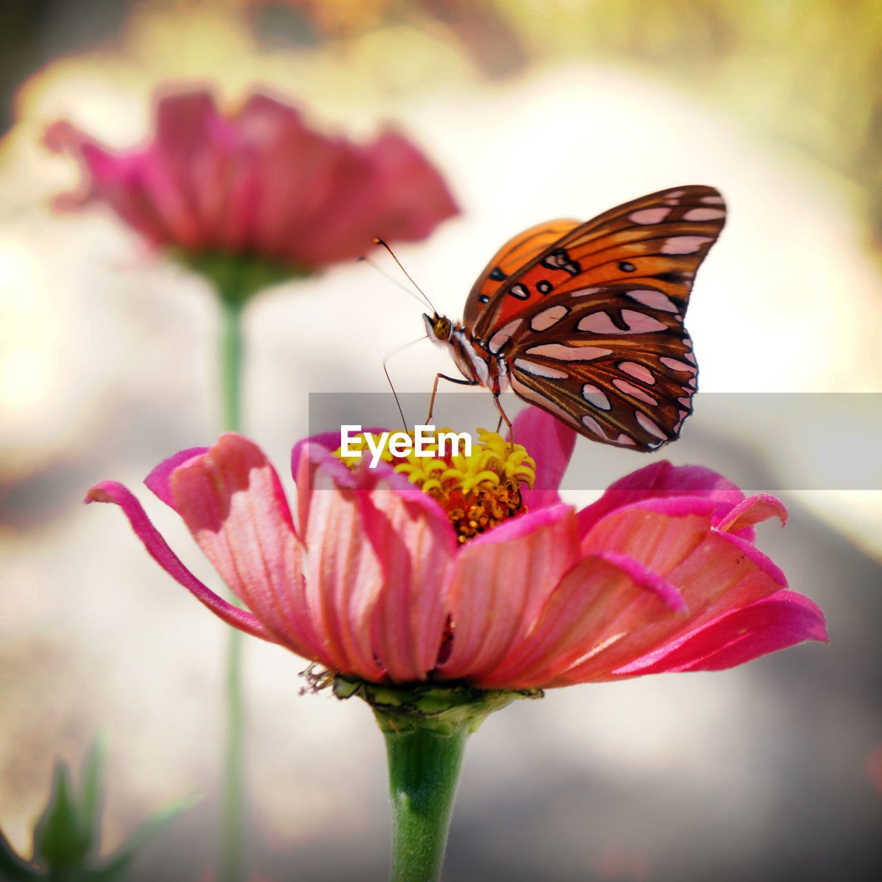 Butterfly on pink flower blooming outdoors