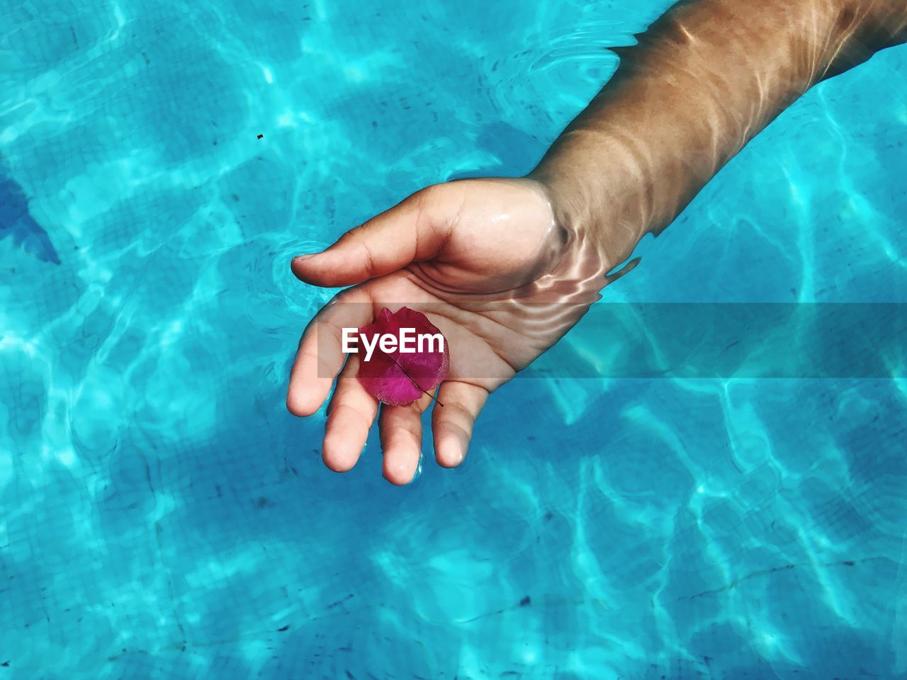 High angle view of mans hand underwater holding flower in swimming pool