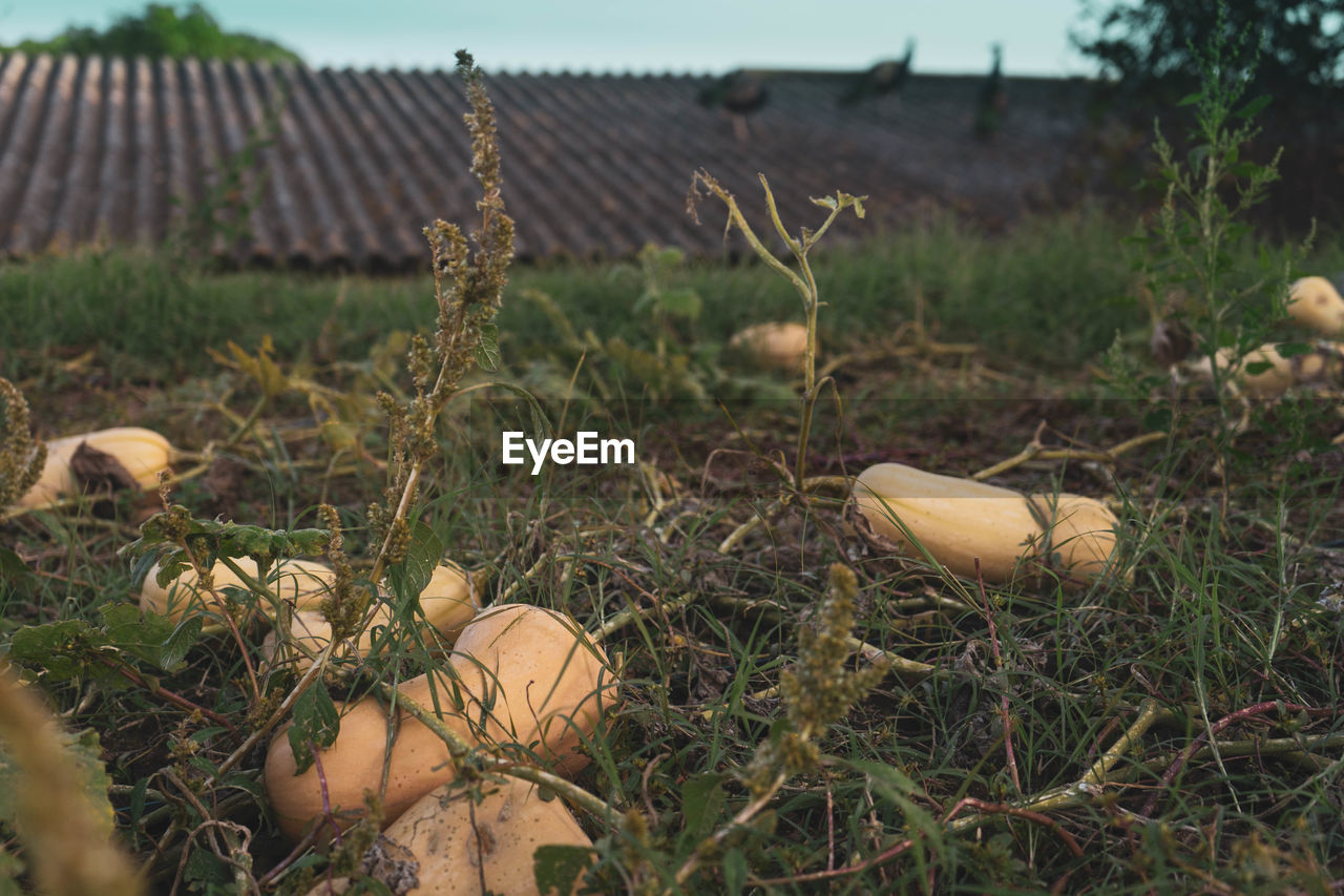 Close-up of pumpkin growing on field