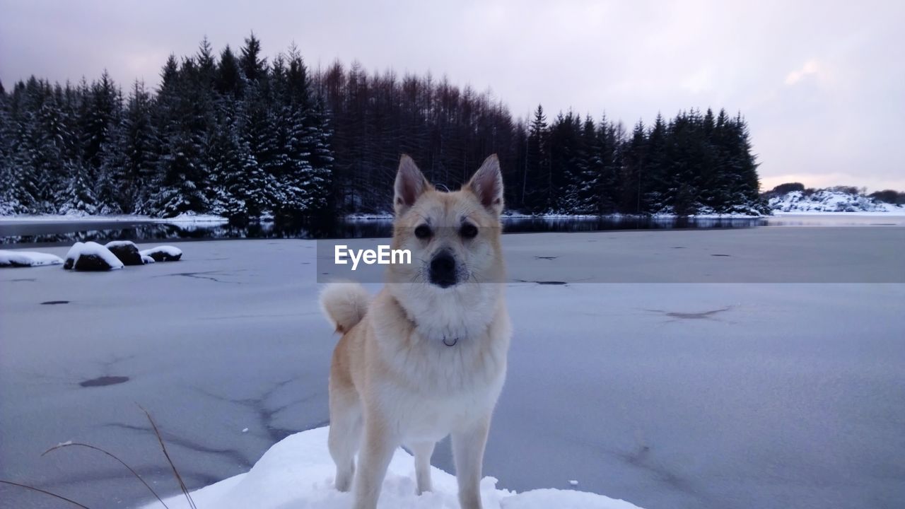 Tree Pets Snow Cold Temperature Winter Dog Frozen On Eyeem