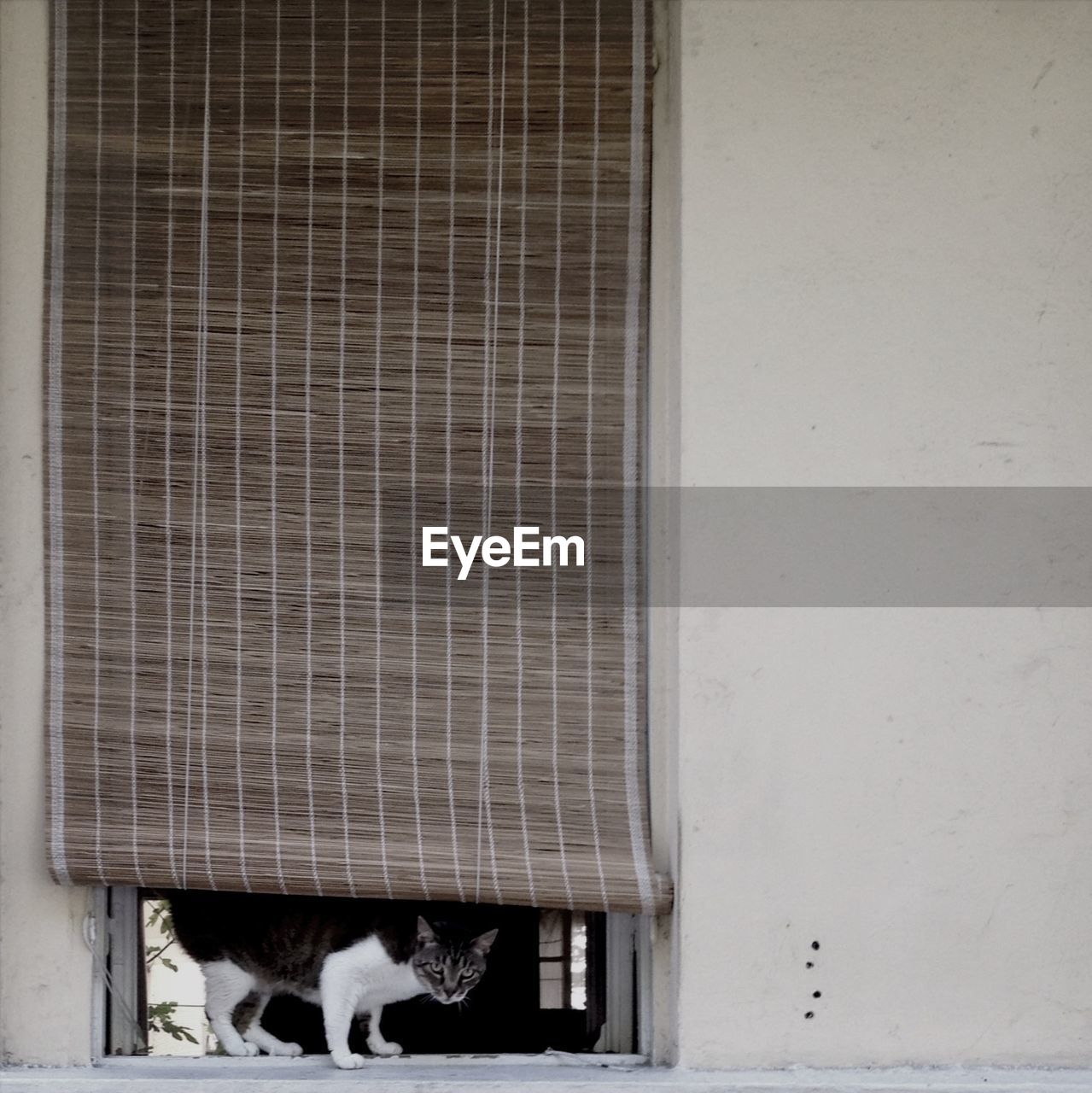 Cat looking out of window