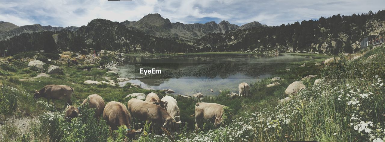 Panoramic view of cows grazing at lakeshore by mountains against sky
