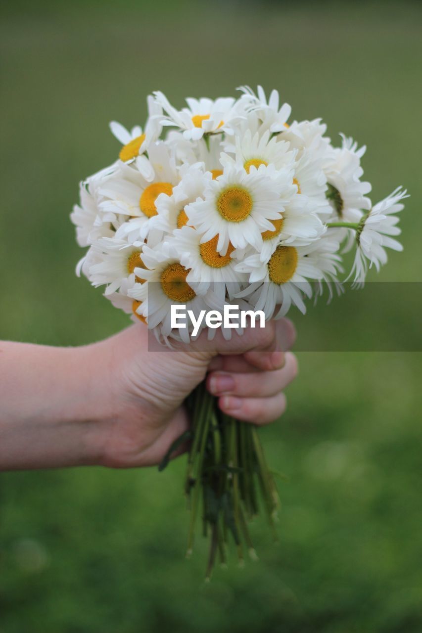 Cropped hand of person holding gerbera daisy outdoors