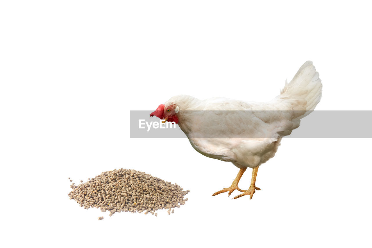 bird, animal themes, animal, chicken, livestock, domestic animals, white background, agriculture, one animal, cut out, animal wildlife, beak, white, nature, pet, wildlife, no people, mammal, wing, hen, comb, copy space, poultry, animal body part, food