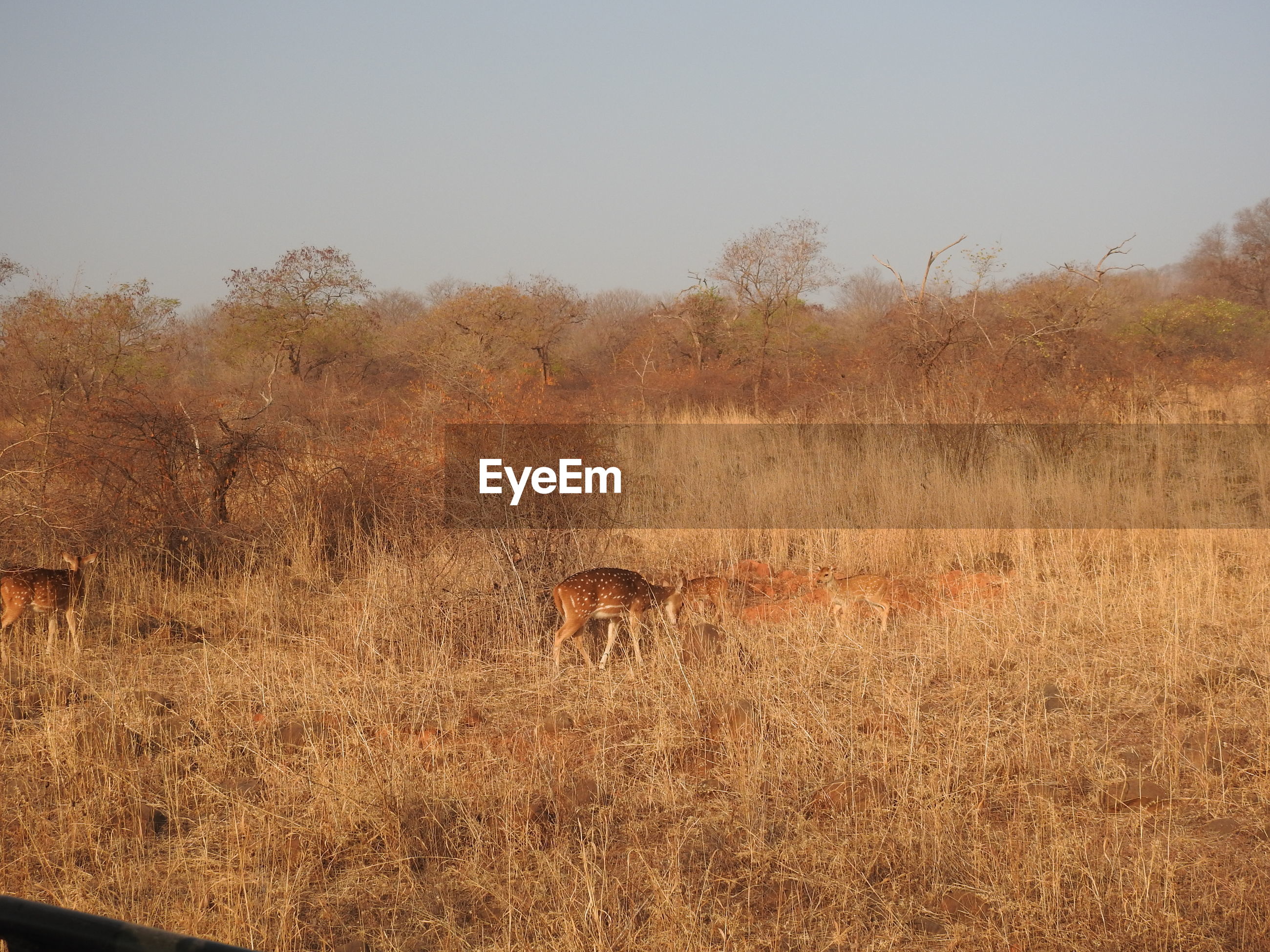 View of animal on field | ID: 133008630