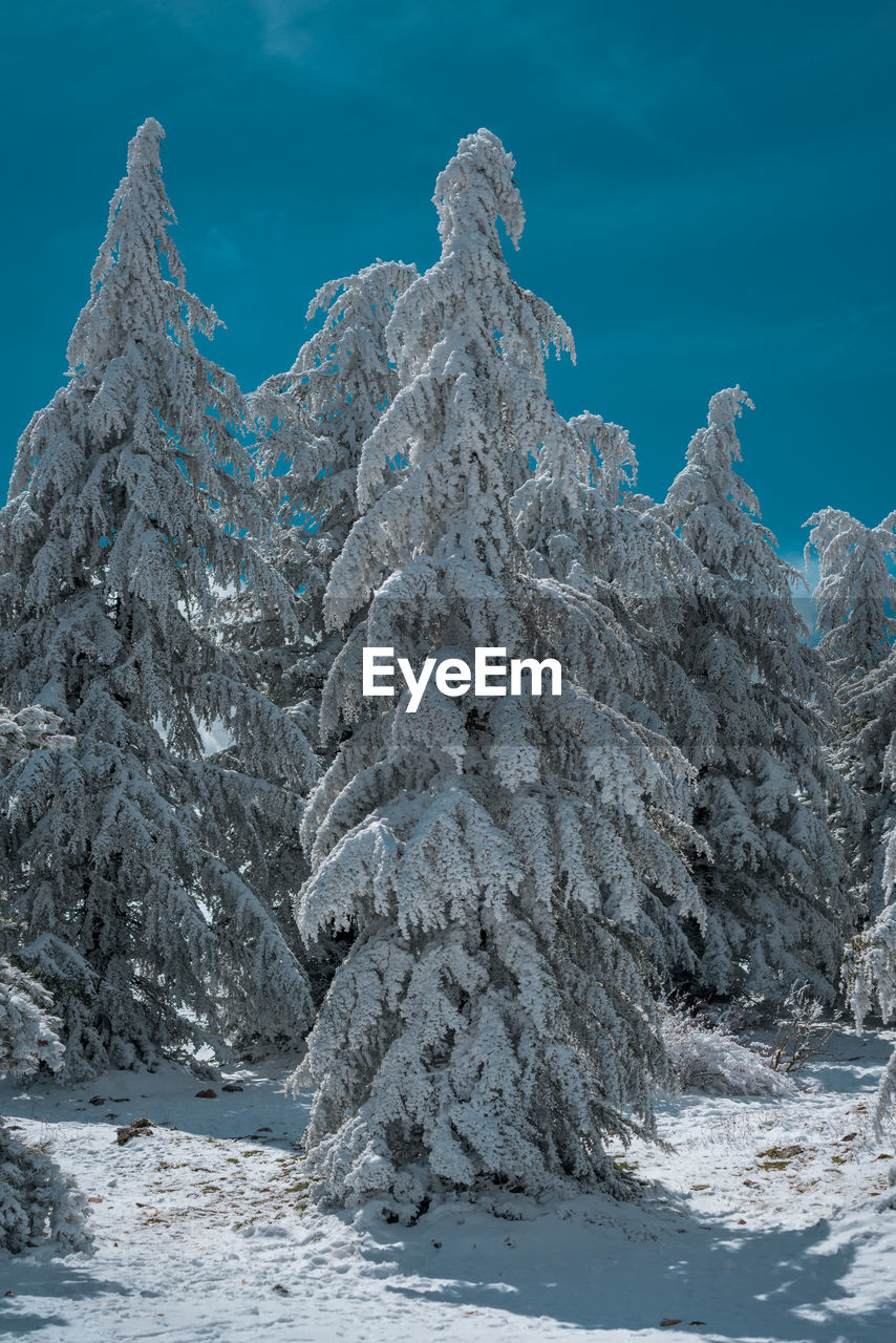 Frozen trees in winter against sky