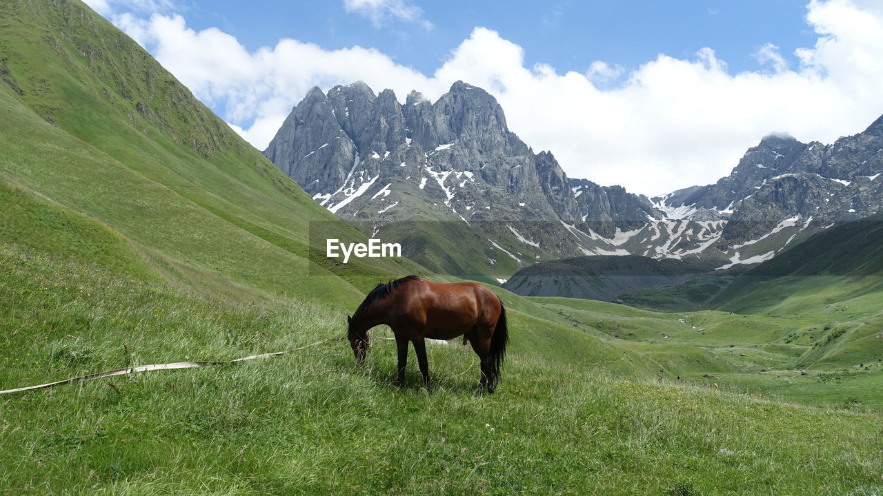 HORSE STANDING ON FIELD