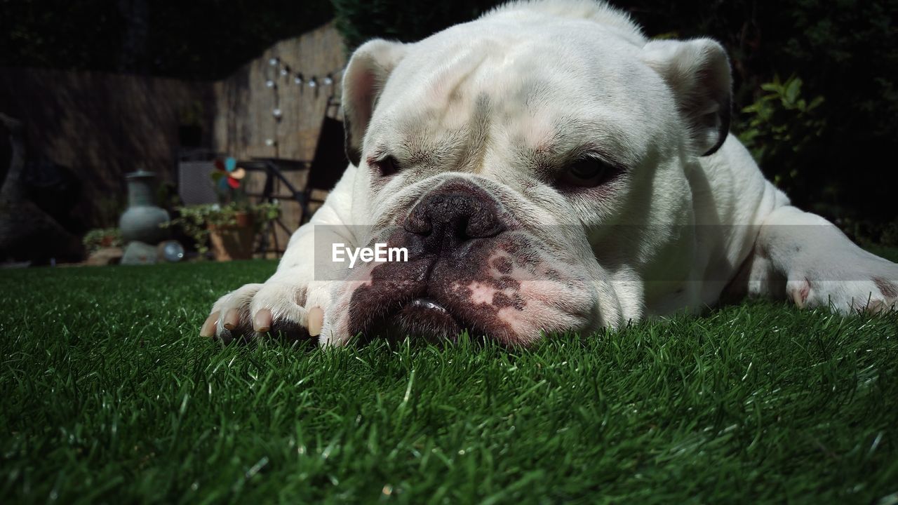 Close-up of dog on grass