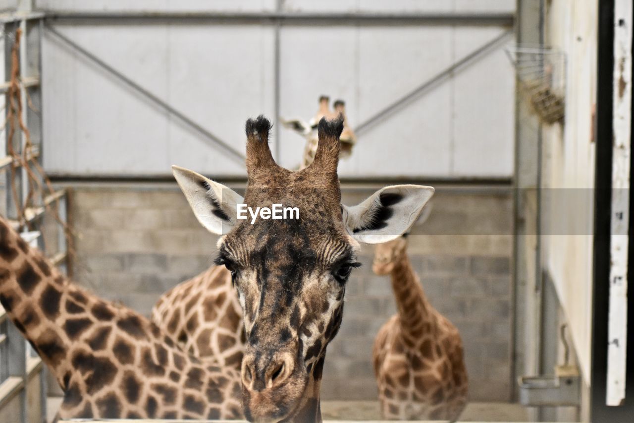 Giraffe in zoo