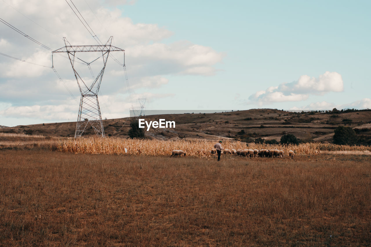 VIEW OF SHEEP ON FIELD AGAINST SKY