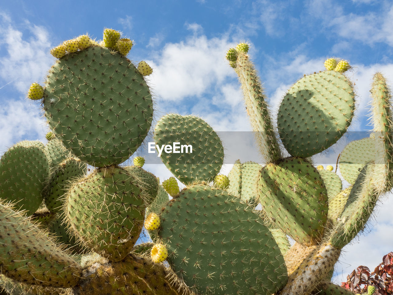 CLOSE-UP OF PRICKLY PEAR CACTUS GROWING OUTDOORS
