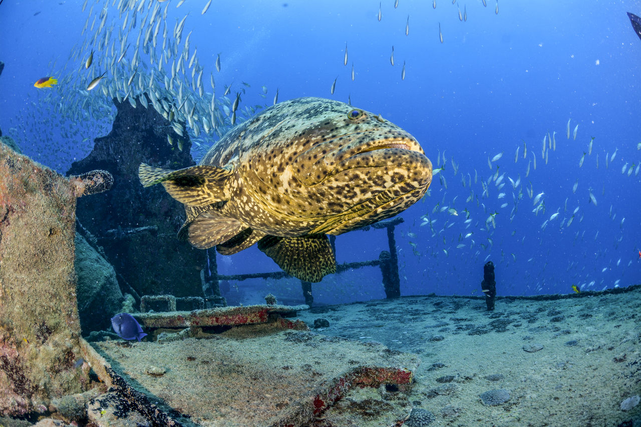 FISH SWIMMING UNDERWATER