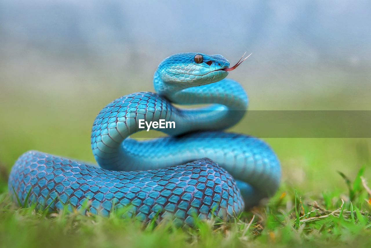 Blue Insularis Snake Tree Pit Viper Macro On Eyeem