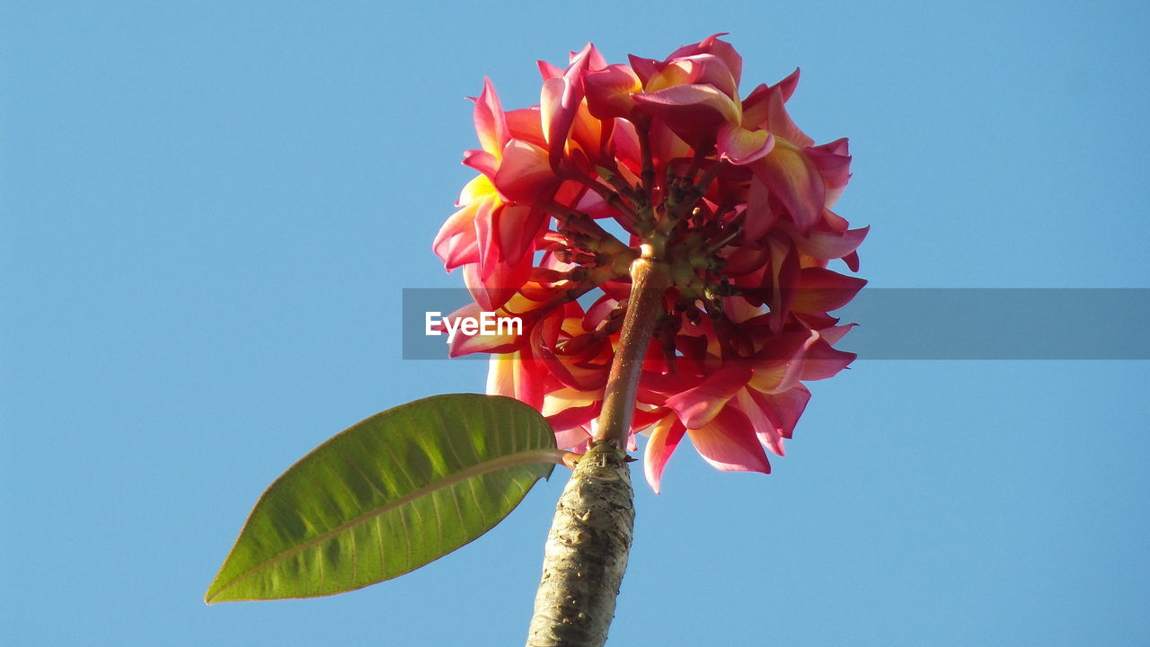 LOW ANGLE VIEW OF FLOWERING PLANT AGAINST BLUE SKY