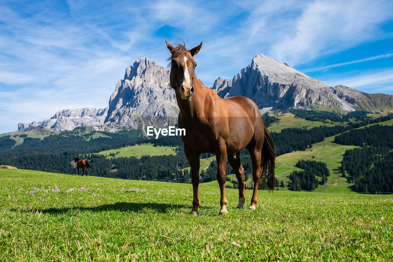 Horse standing on field against sky