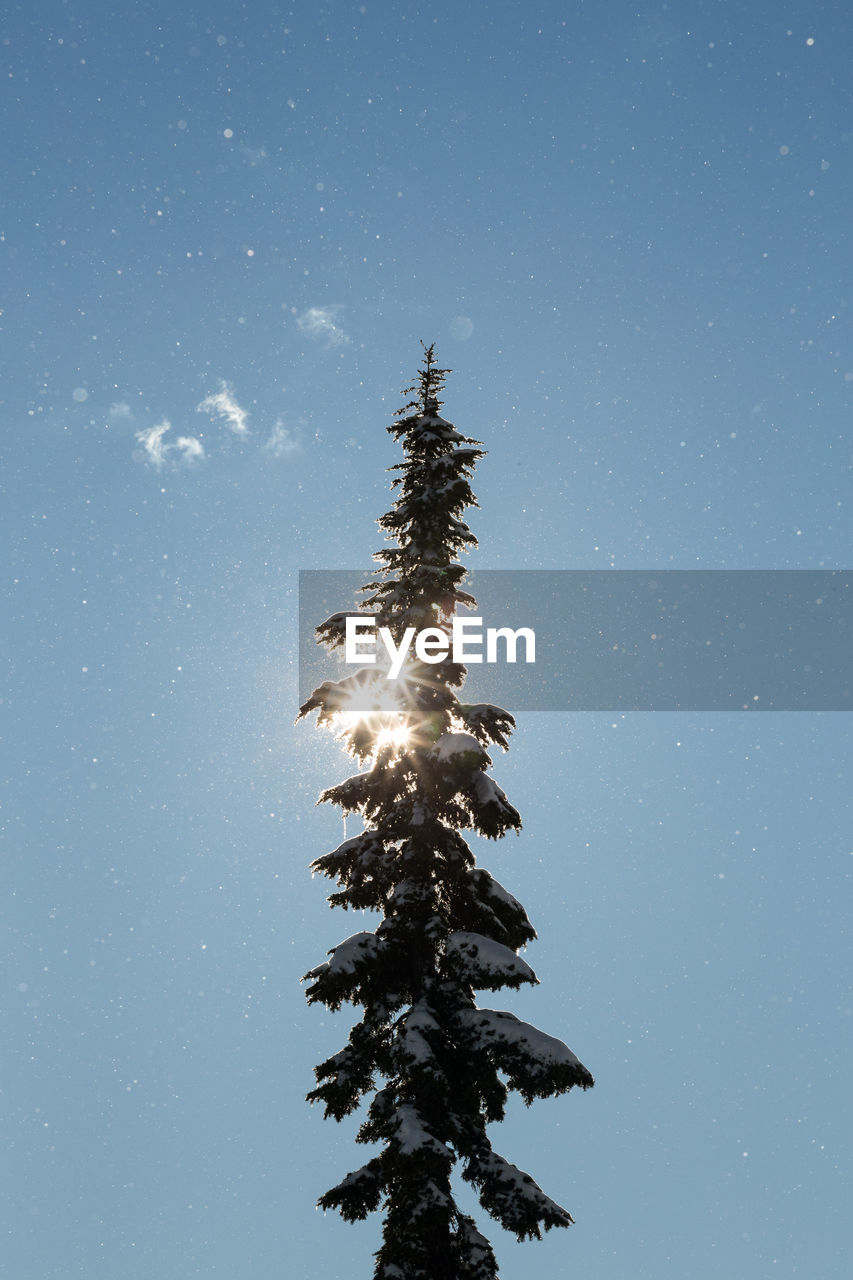 Sun shines through tree while snow blows around