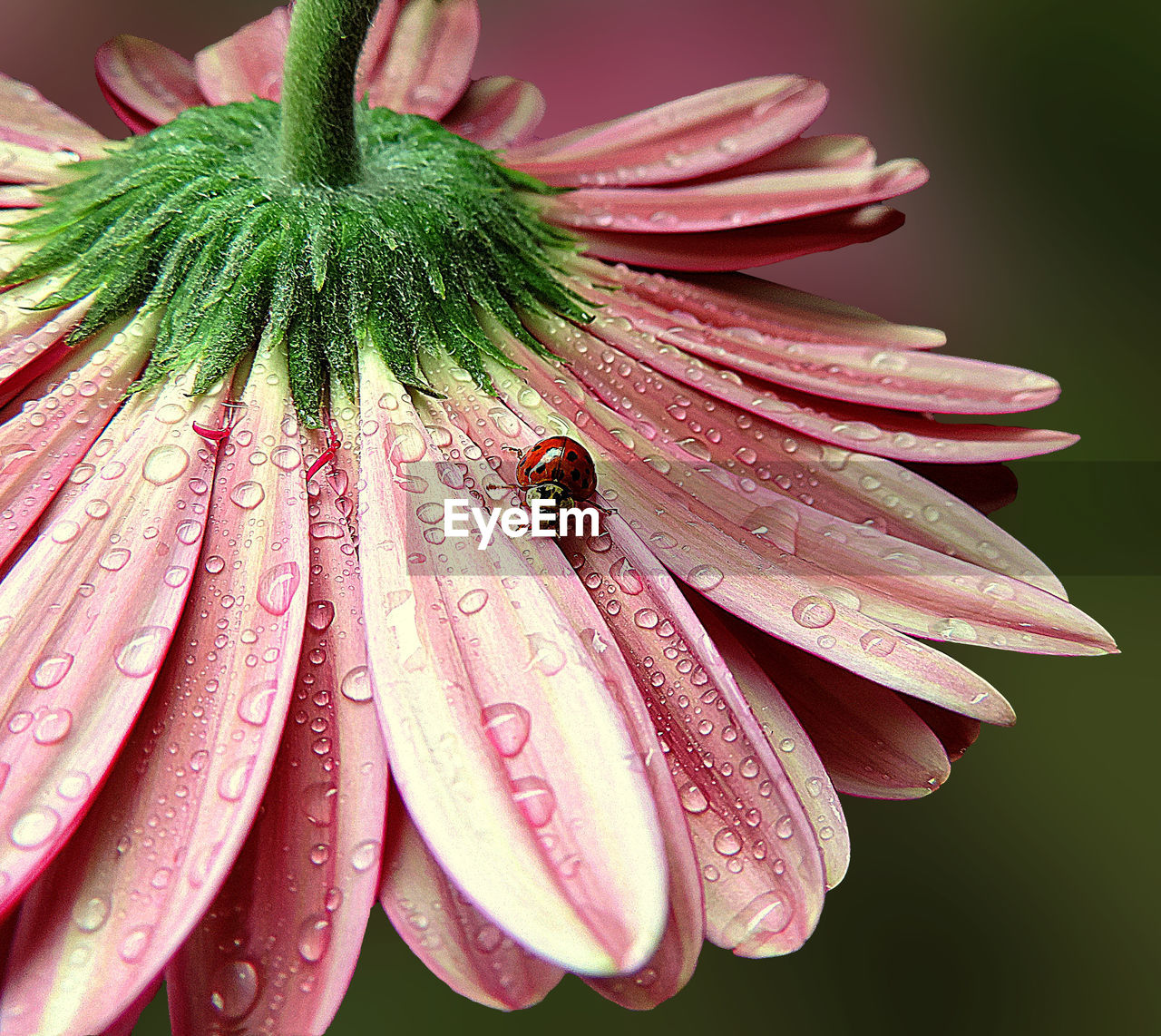 High angle view of ladybug on pink wet flower