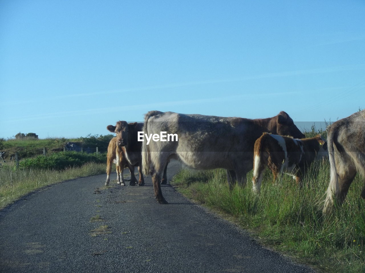 Cow herd standing partially on a country street with cow directly looking at the camera