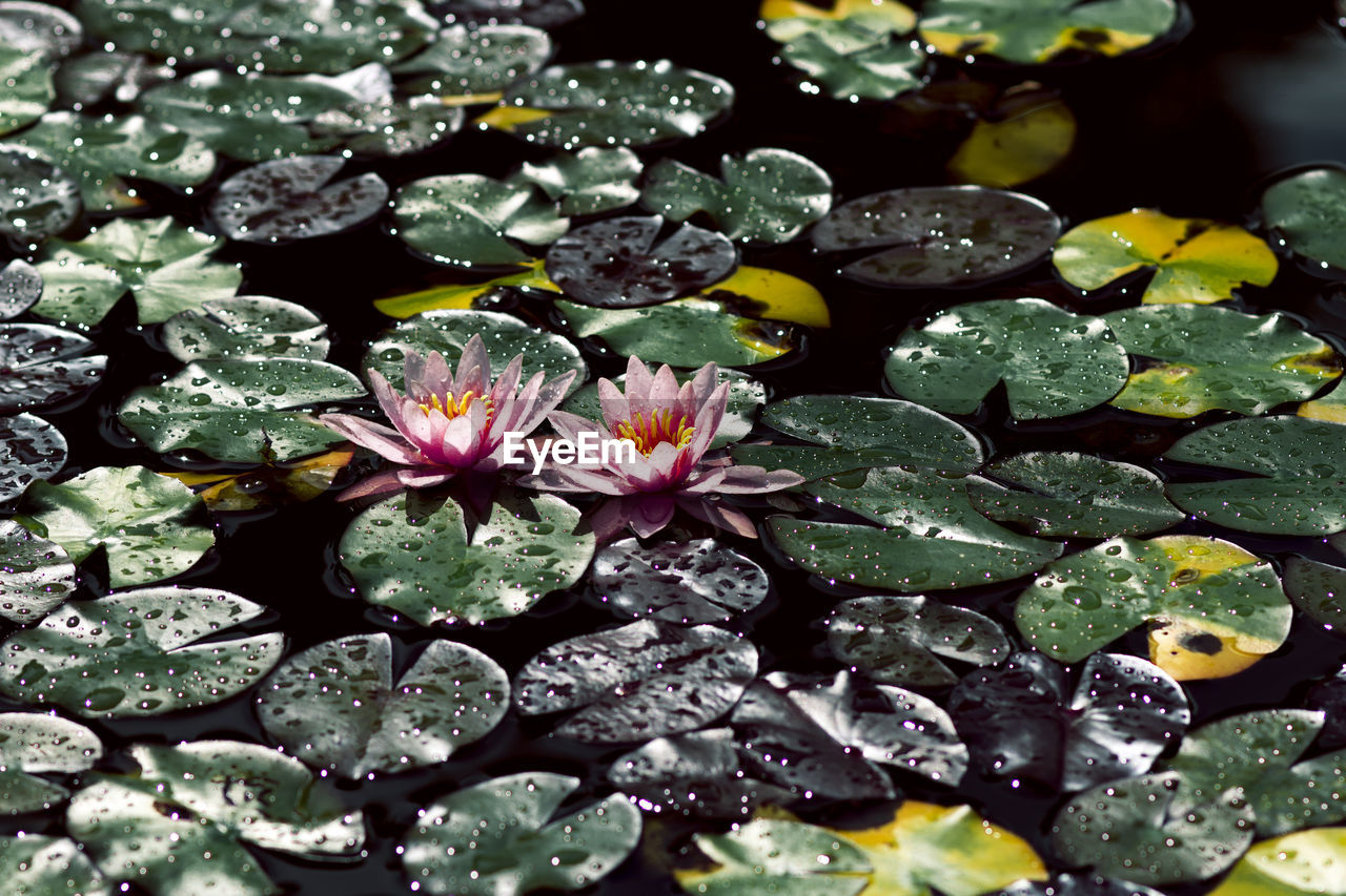 CLOSE-UP OF WATER LILY FLOWERS IN POND