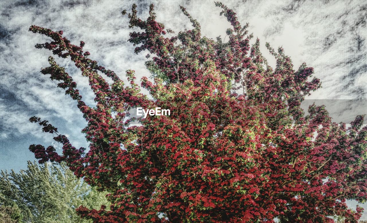 Tree Porn Nevada Carsonvalley Wall Art Red Flowers | on EyeEm