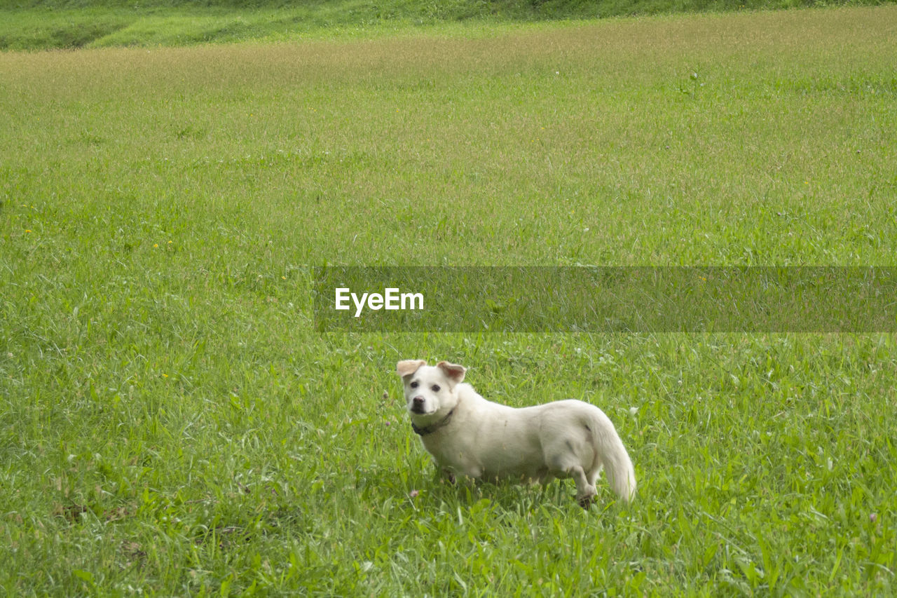 DOG LYING ON GRASS